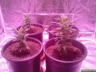 Light From The Led I Am Currently Running Grow For