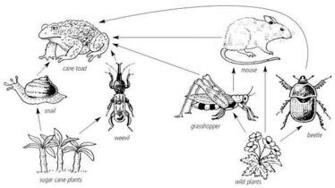 Wetland Food Web Worksheet Answers This Shows Some Of