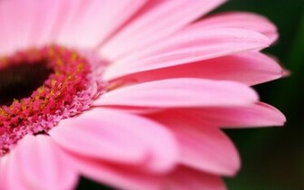 Beautiful Pink Flower HD Wallpaper Pack Very