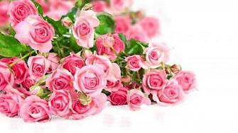 Rose Screensavers Background Hollis Edwards