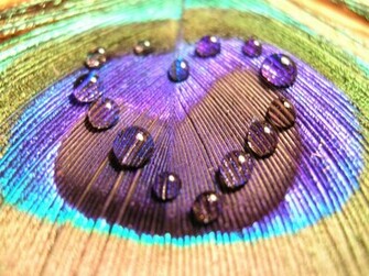 Wallpaper Of Peacock Feathers HD