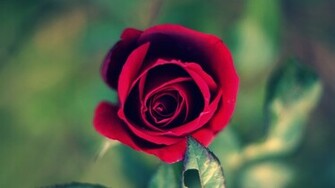 Wallpaper Amor Rosa Roja