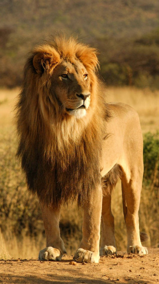 Lion Head Wallpaper