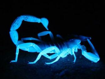 Arachnid HD Wallpaper Background Image