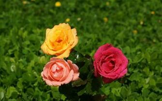 Roses In Mixed Colors Wallpaper