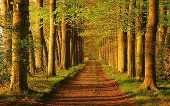 Forest Trees Desktop Wallpaper