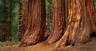 Yosemite N P A Visitor Near Giant Sequoias In