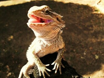 Bearded Dragon Wallpaper Jpg