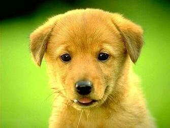 It S HD Animals Funny Wallpaper Golden Retriever Puppies