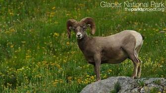 Bighorn Sheep Wallpaper