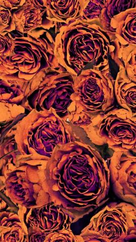 Best Fall Wallpaper iPhone Ideas