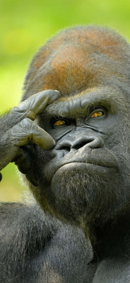 iPhone Xs Gorilla Background Smug Look Wallpaper