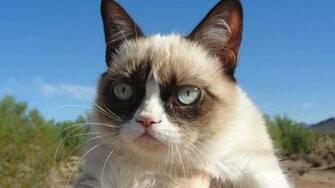 Grumpy Cat HD Wallpaper Wallpaperfx