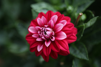 Beautiful Dahlia Flower Wallpaper