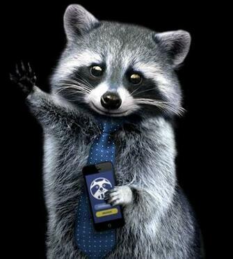 Raccoon Background Png Picpng
