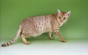 Ocicat Pink Nose Brown Hair Green Eyes Standing Cat HD