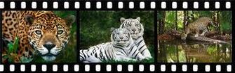 Our Big Cats Screensaver Features A Large Selection Of Cat Imagery