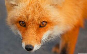 Red Fox Face 4k HD Desktop Wallpaper For Ultra Tv Wide
