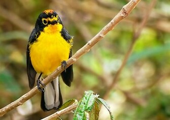 Yellow And Black Wallpaper