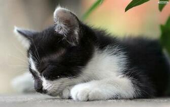 Cute Cat Wallpaper Photo Desktop