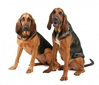 Bloodhounds Wallpaper Fun Animals Wiki Videos