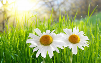Daisy Flower Wallpaper In Psd