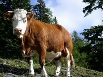 Cows Image Cow Wallpaper Photos