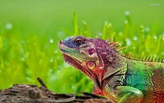 Iguana Wallpaper