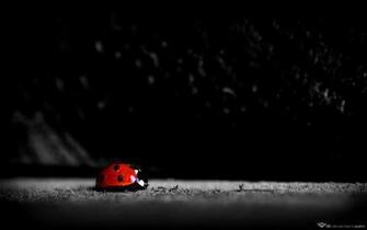 Wallpaper High Definition Black White