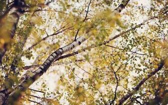 Landscapes Nature Leaves Birch Branches Below Autumn HD Wallpaper