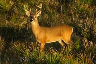 White Tailed Deer Blue Head Ranch Frontier Nature Florida