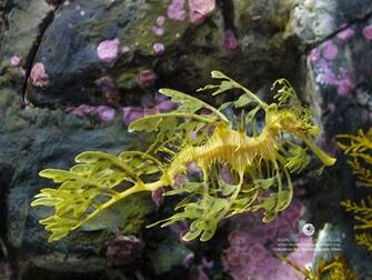Wallpaper From The Monterey Bay Aquarium