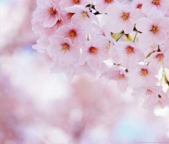 Soft Pink Wallpaper