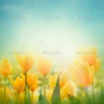 Tulips Yellow Easter Blessings Wallpaper To S In A