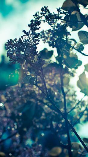 Spring iPhone Wallpaper