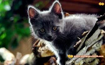 Wallpaper Fetch Beautiful Animals HD Pack