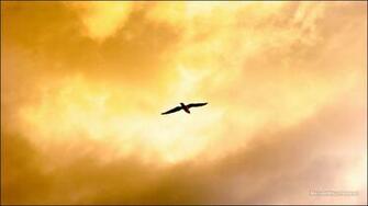 Wallpaper Flying Bird Background