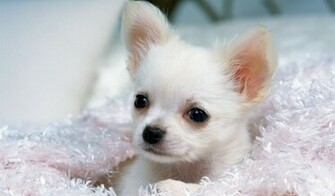 Click Select Set As Desktop Background Wallpaper Animals Dogs