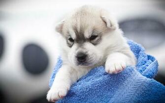 Siberian Husky Puppy Wallpaper