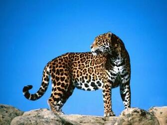 Although Jaguar Is Including Wild Animals But The Are Almost