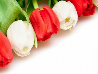 White Red Tulips Wallpaper HD Flowers