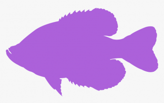 Sole HD Png Transparent Image Wallpaper