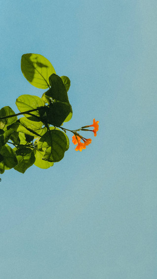 Top Pastel Orange Aesthetic Wallpaper Full HD 4k To Use