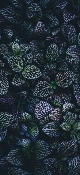 A Close Up Of Dark Green Plant Wallpaper
