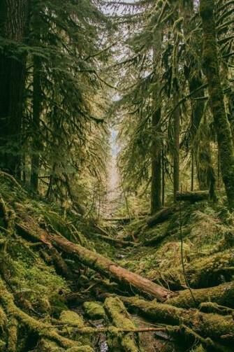 Canadian Treeline HD Photo By Michael Benz Michaelbenz On