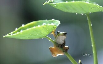 Rain Frog Wallpaper Windows Bing HD Desktop