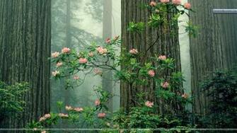 Wallpaper HD California Redwoods National Park X Kb