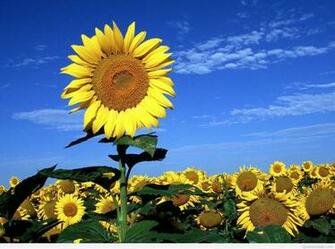 Awesome Spring Wallpaper Photos