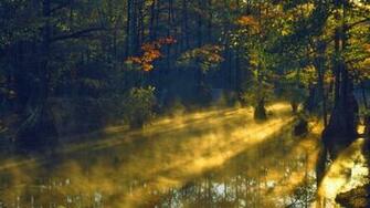 Swamp Wallpaper HD Jpg