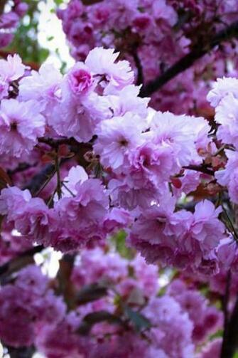 For iPhone Nature And Landscape Wallpaper Cherry Blossom